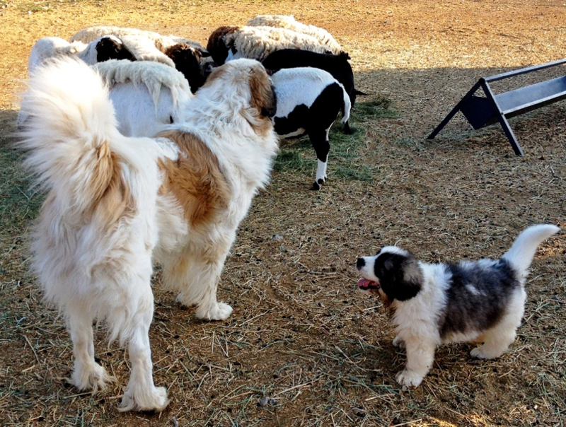 Livestock Guardian Dogs And Barking